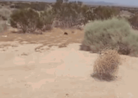 planta-rodadora-gif-1.gif.e10706711c79ce7a9ea206d35112cba6.gif