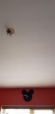 20190613_184843.thumb.jpg.5053736ad0e2d4c0c18e56b9a36731a4.jpg
