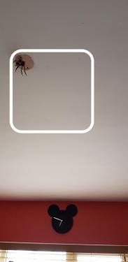 20190615_125920.thumb.jpg.3a307650e75f3754a6c87d4330149a78.jpg