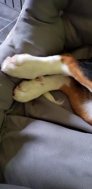 20190811_184640.thumb.jpg.c19cef64dd445efb32b9e5533e036ed0.jpg