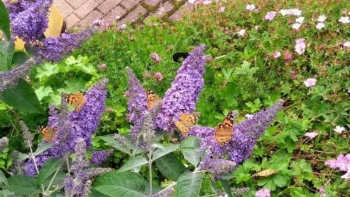 IMG_20190728_132701500.jpg